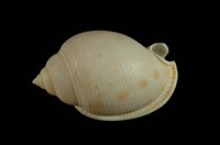 藏品(斑帶鬘螺 )的圖片